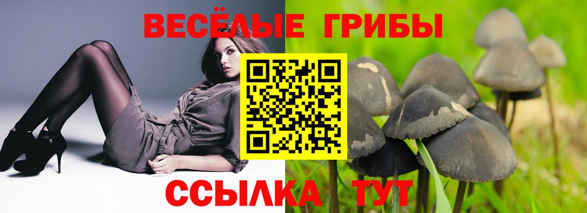 Бор  Псилоцибиновые грибы Cubensis  Вход с VPN  Галлюциногенные грибы Cubensis 